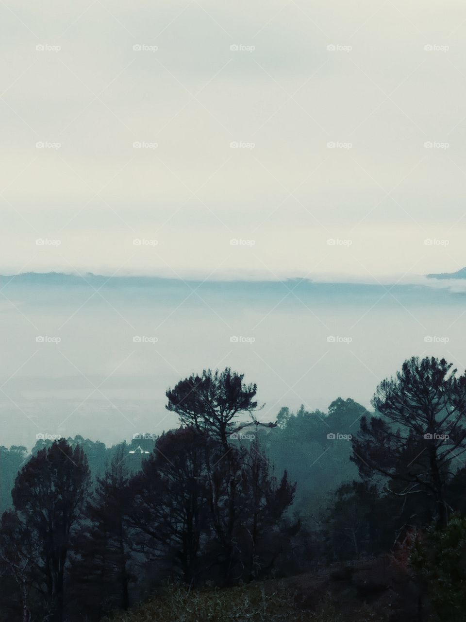 Berkley Fog