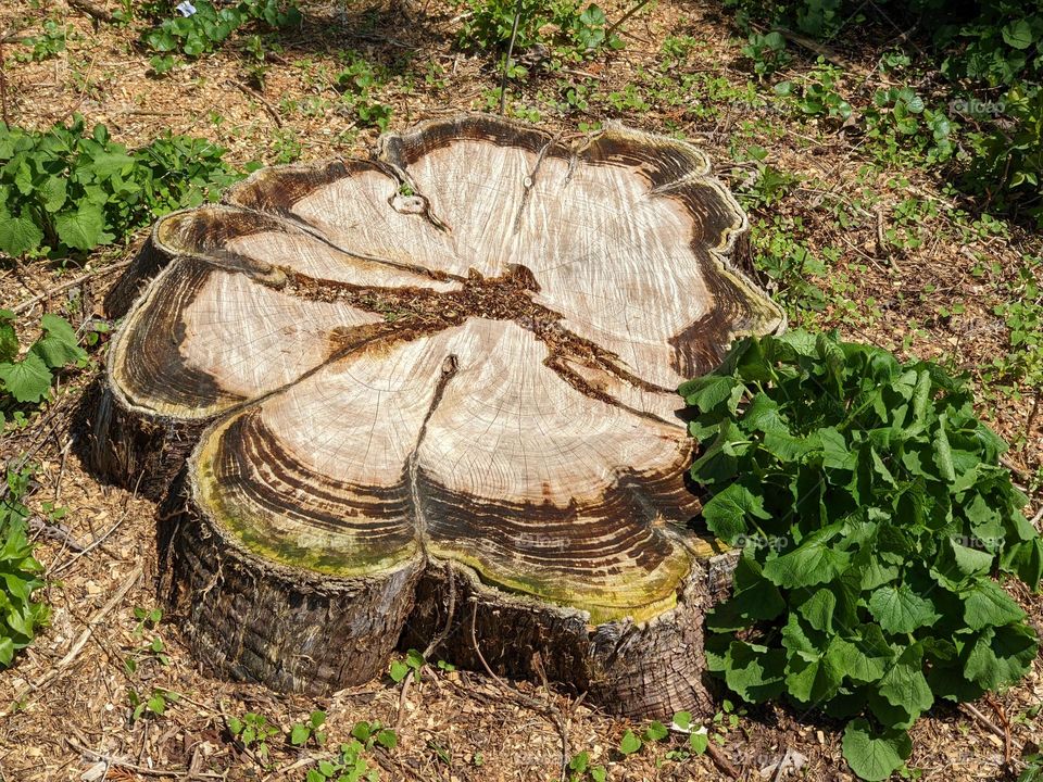 stump