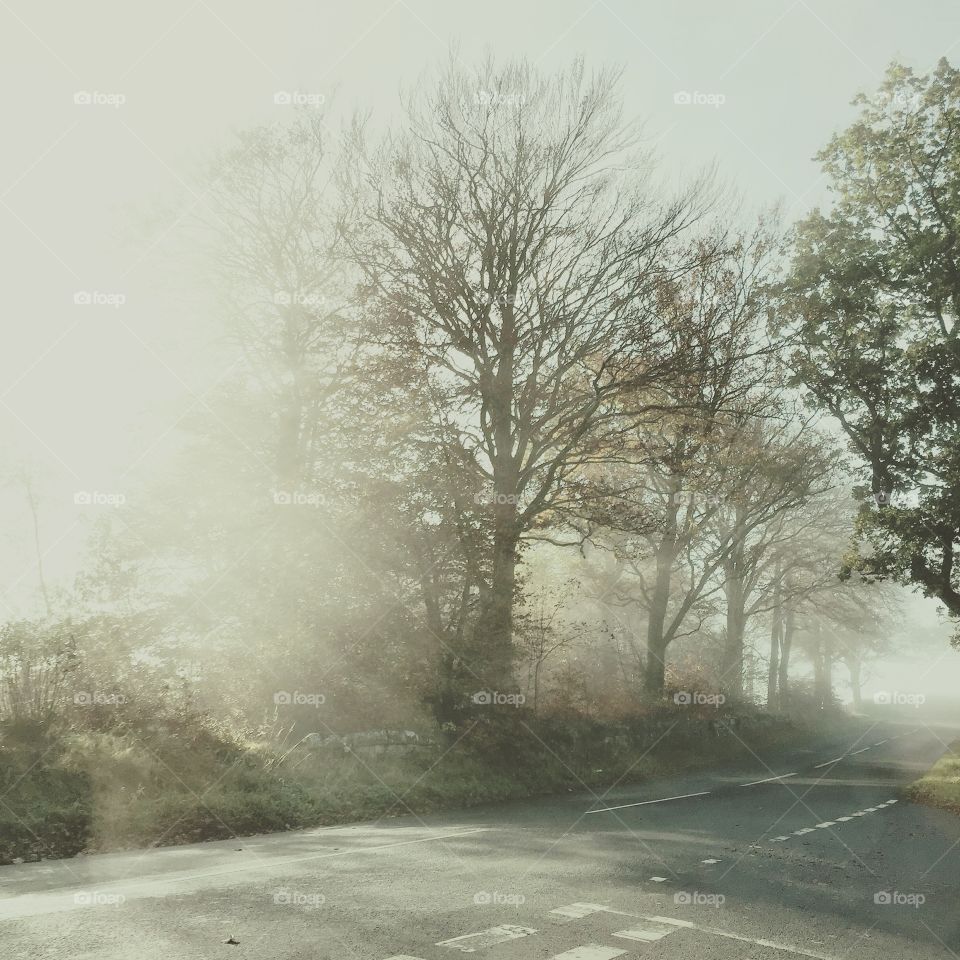 The spring sun breaking through the fog!! 