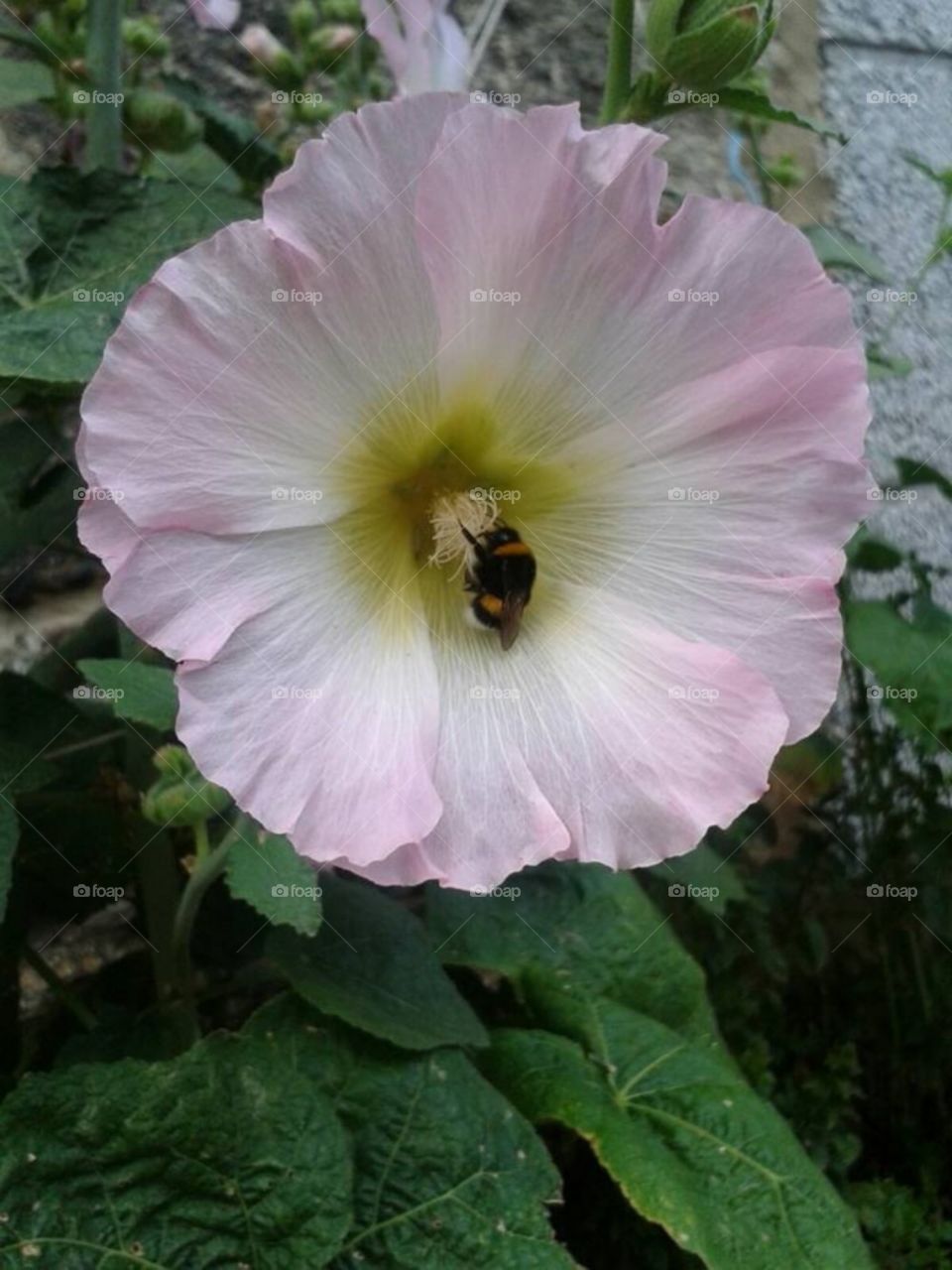 Foto y abeja