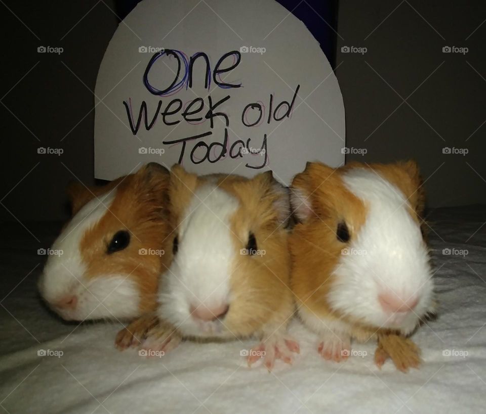 One week old baby GUINEA pigs