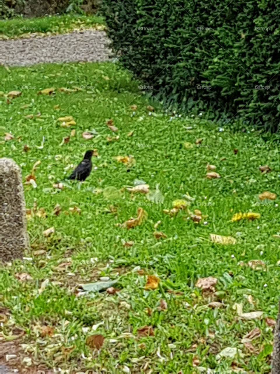 black bird on the ground