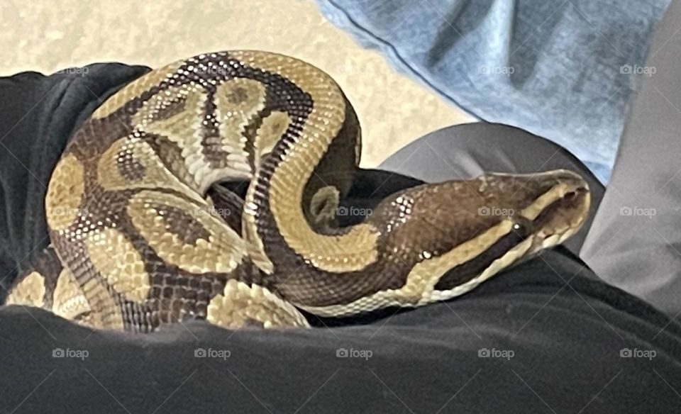 Python snake, being held, and taken with my iPhone 12