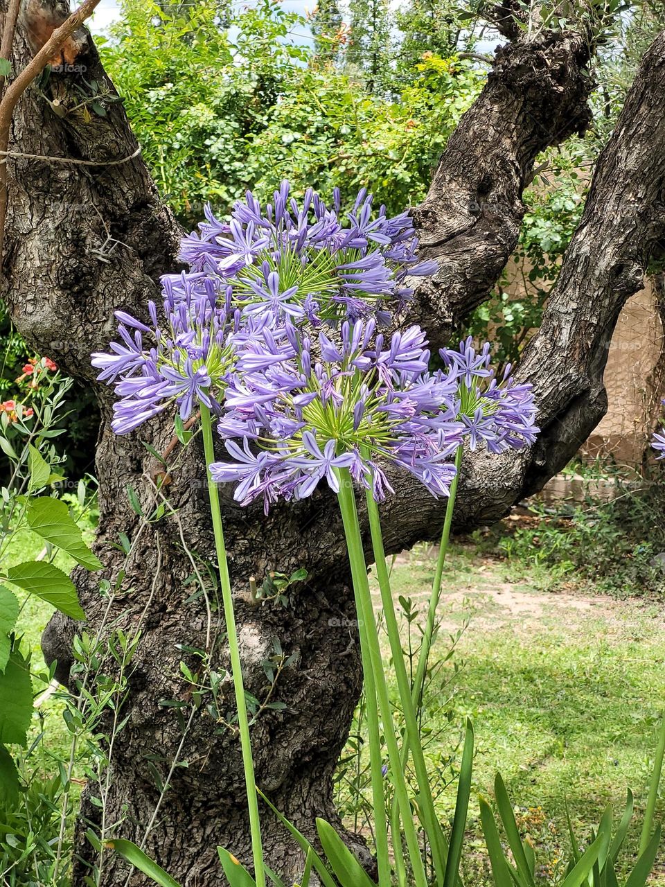 flores color lavanda