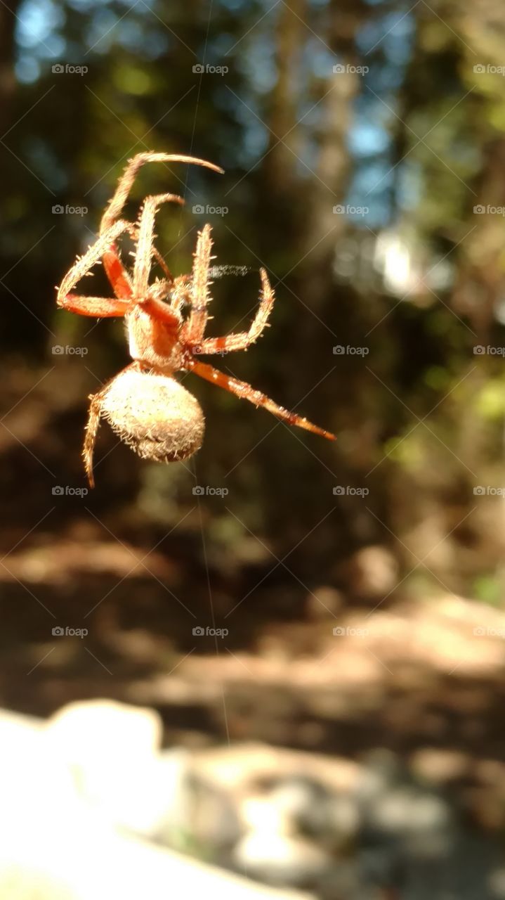 Spider, Nature, Insect, No Person, Wildlife