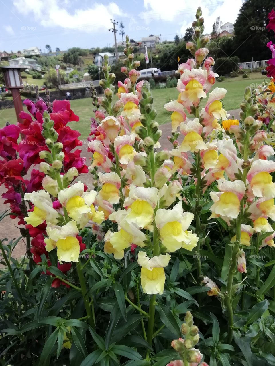 You go crazy when you look at these flowers # sometimes words are not enough to describe them.. Beautifully awesome