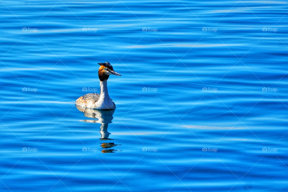 lonely bird