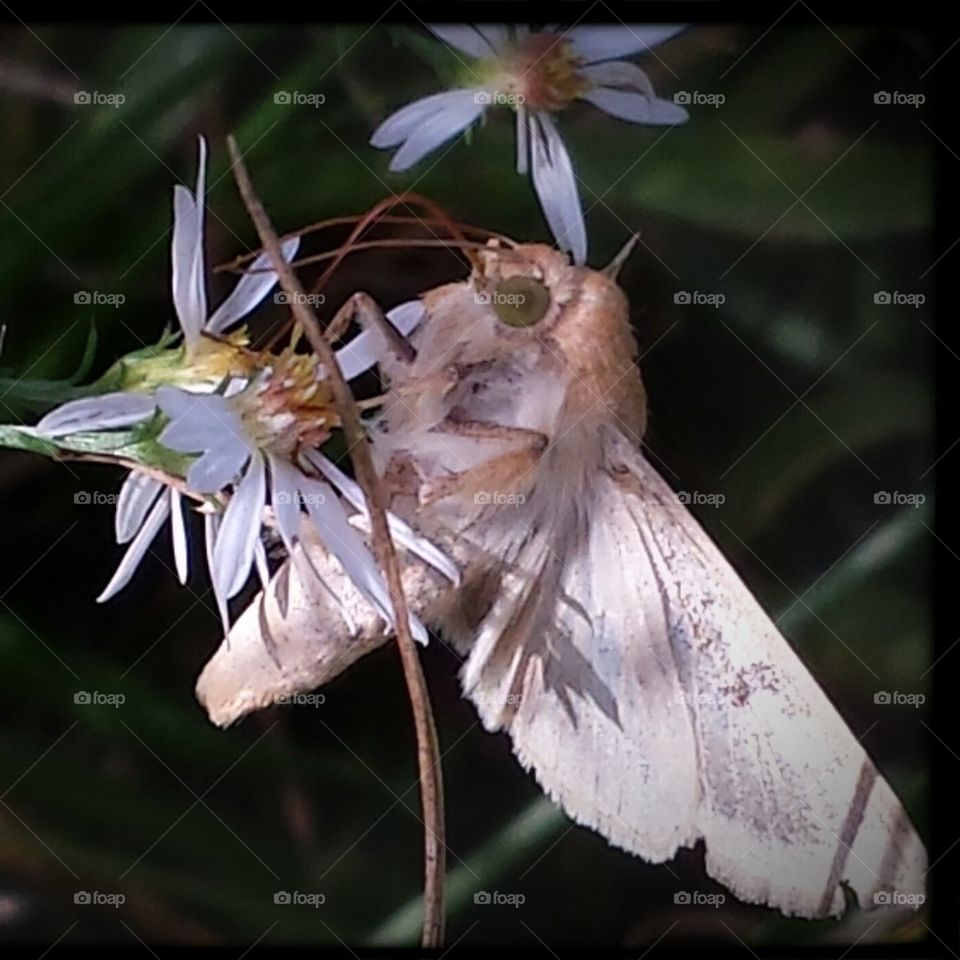 moth on flower