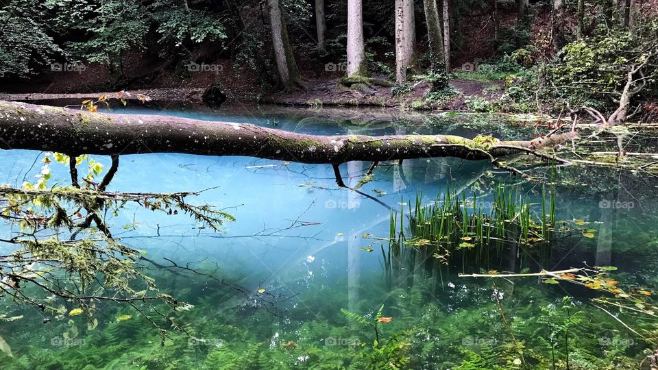 Steibachweiher Swiss Forest 
