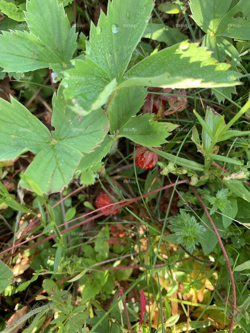 Miniature strawberries growing in our front lawn. You would have to pick about 10 buckets to make a pie but you have to love Mother Nature. 