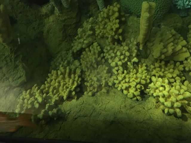 1 of 54 photos in this album.  Photos were taken at SeaWorld Orlando. 