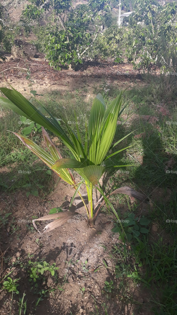 pé de Coco anão.