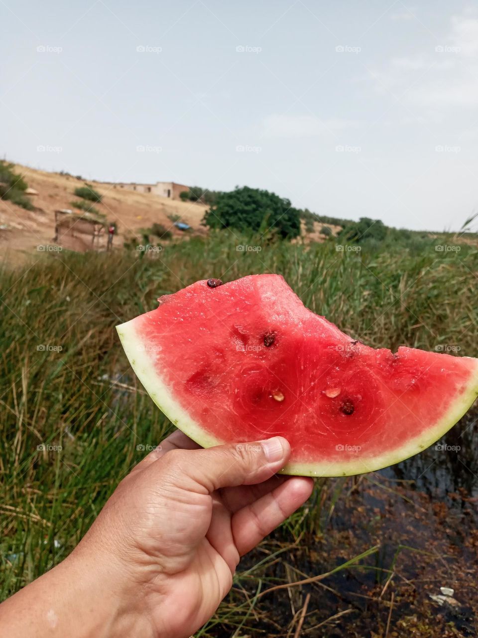 Refresh it with a piece of watermelon