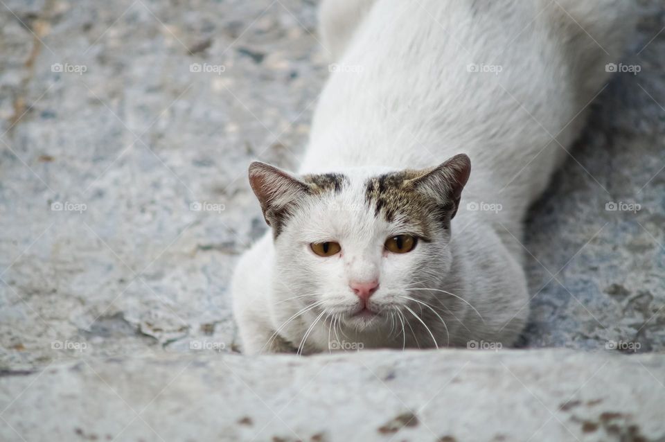 Sadness homeless cat