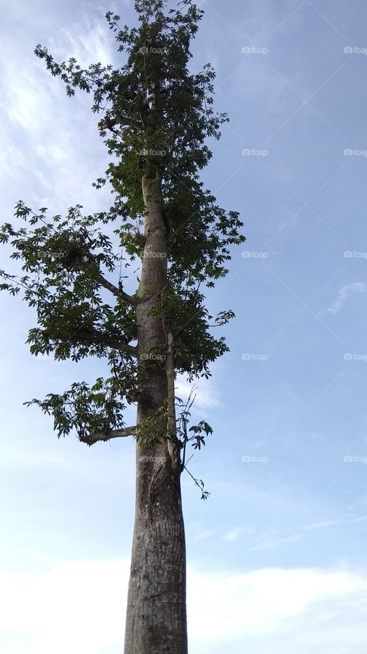 tree and sky