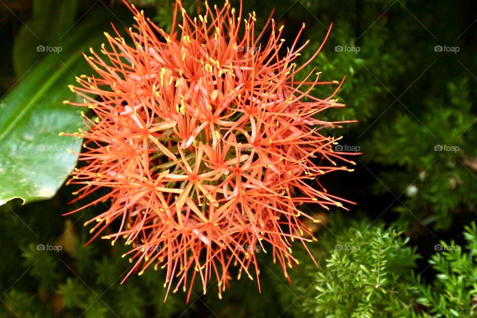 Spectacular flowers in orange bloom 