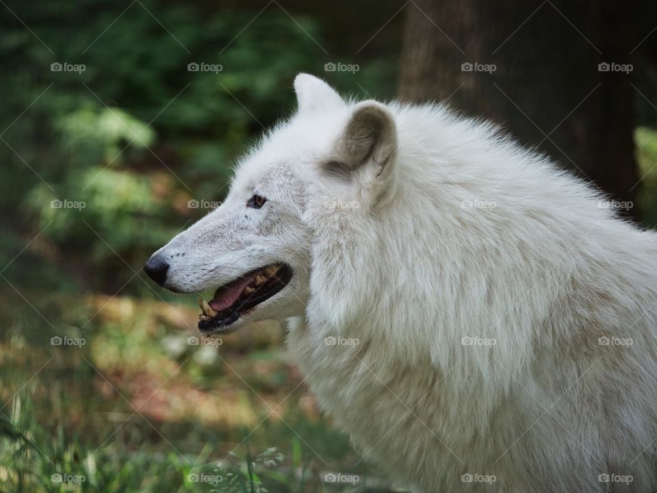 Side view of white wolf