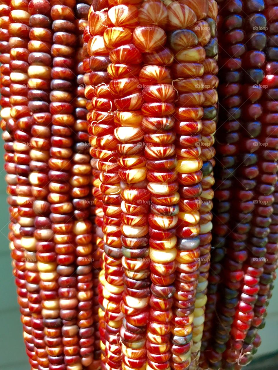 What color story, autumn corn