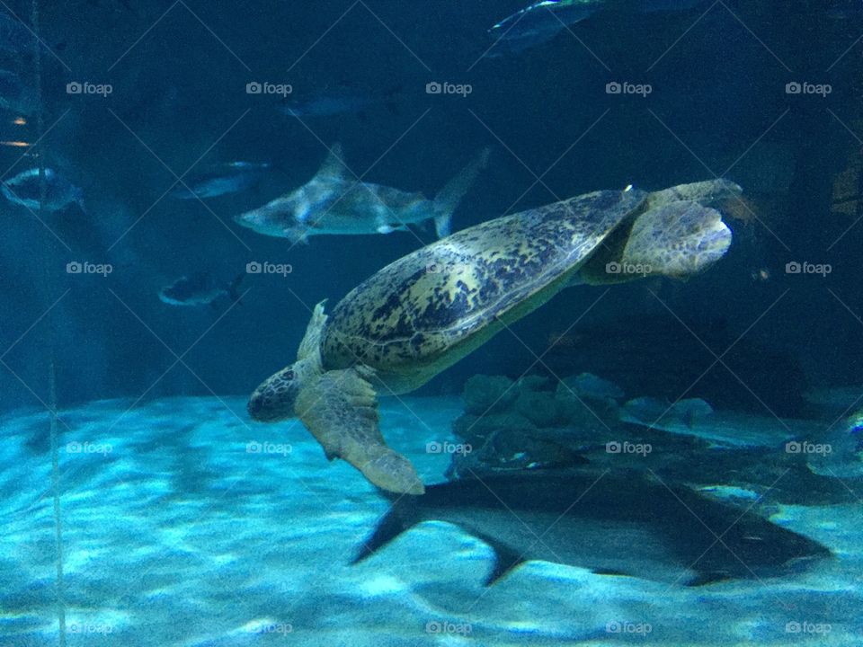 Sea turtle 