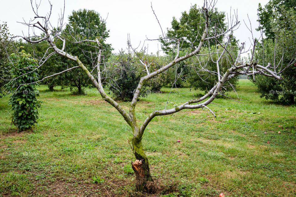 Barren tree in the middle of an apple orchard