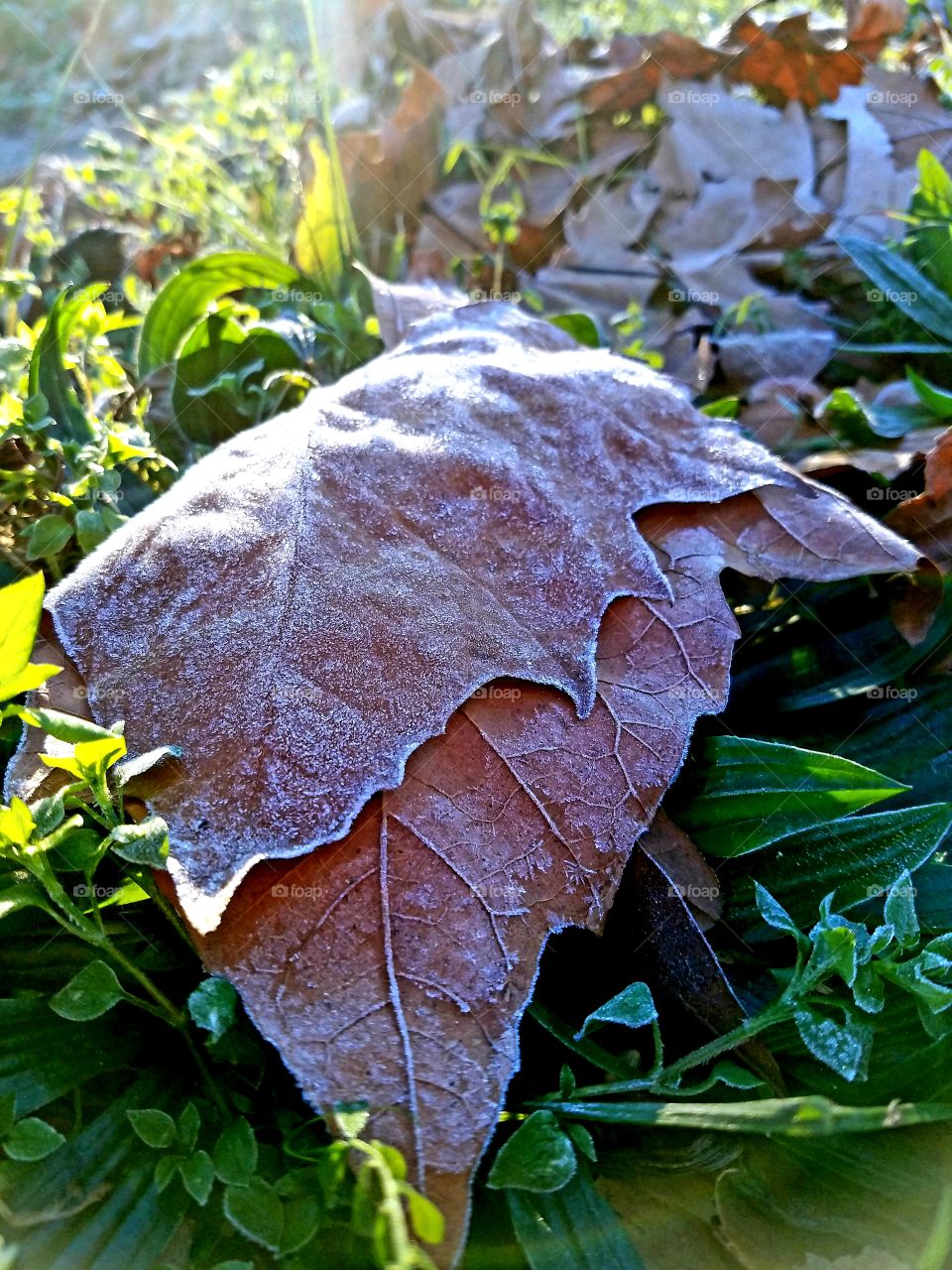 frost leaf