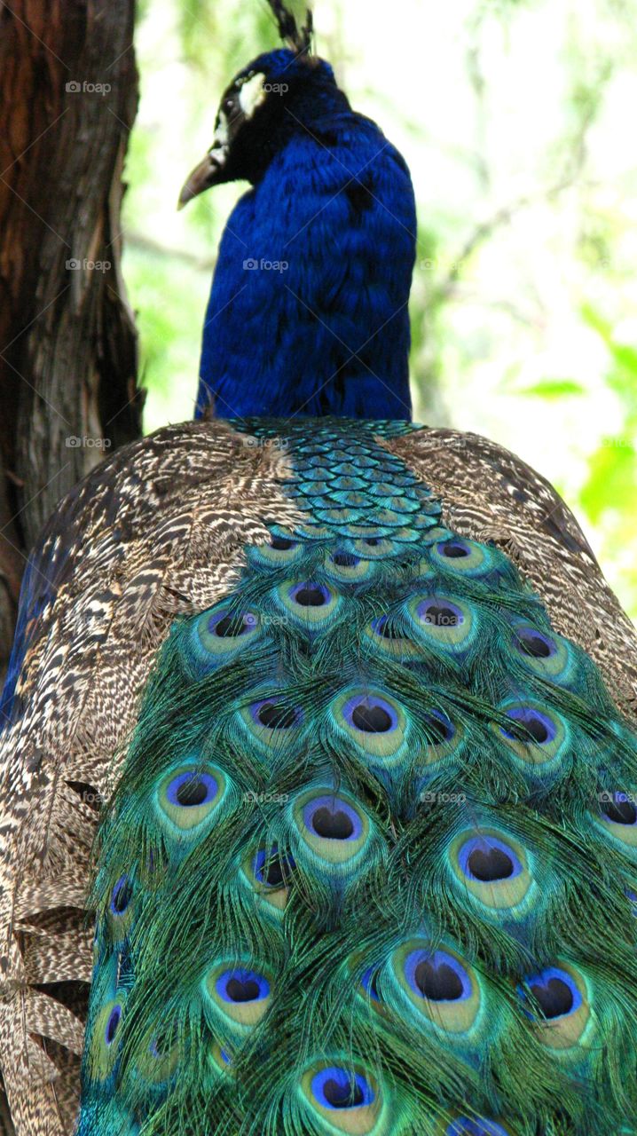 Close-up of peacock