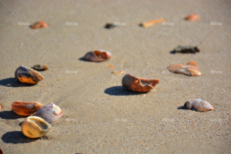 Sea Shells on Sand