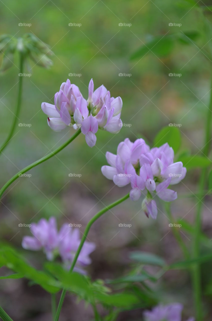 Clover Flower