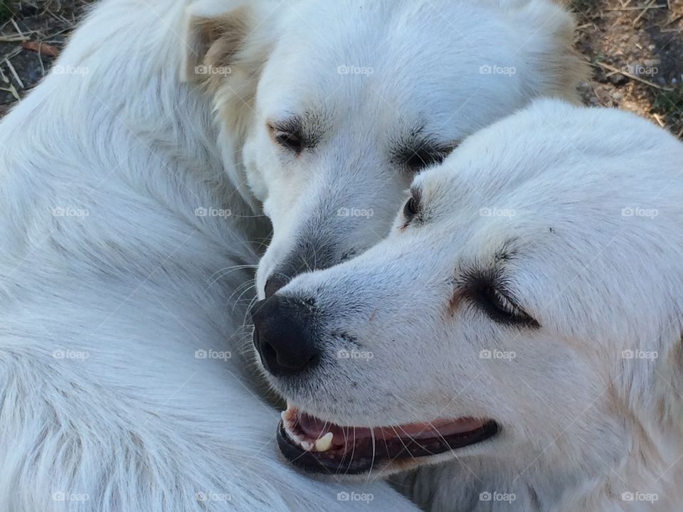 Maremma love. A maremma sheep dog and her niece show love for each other with play.