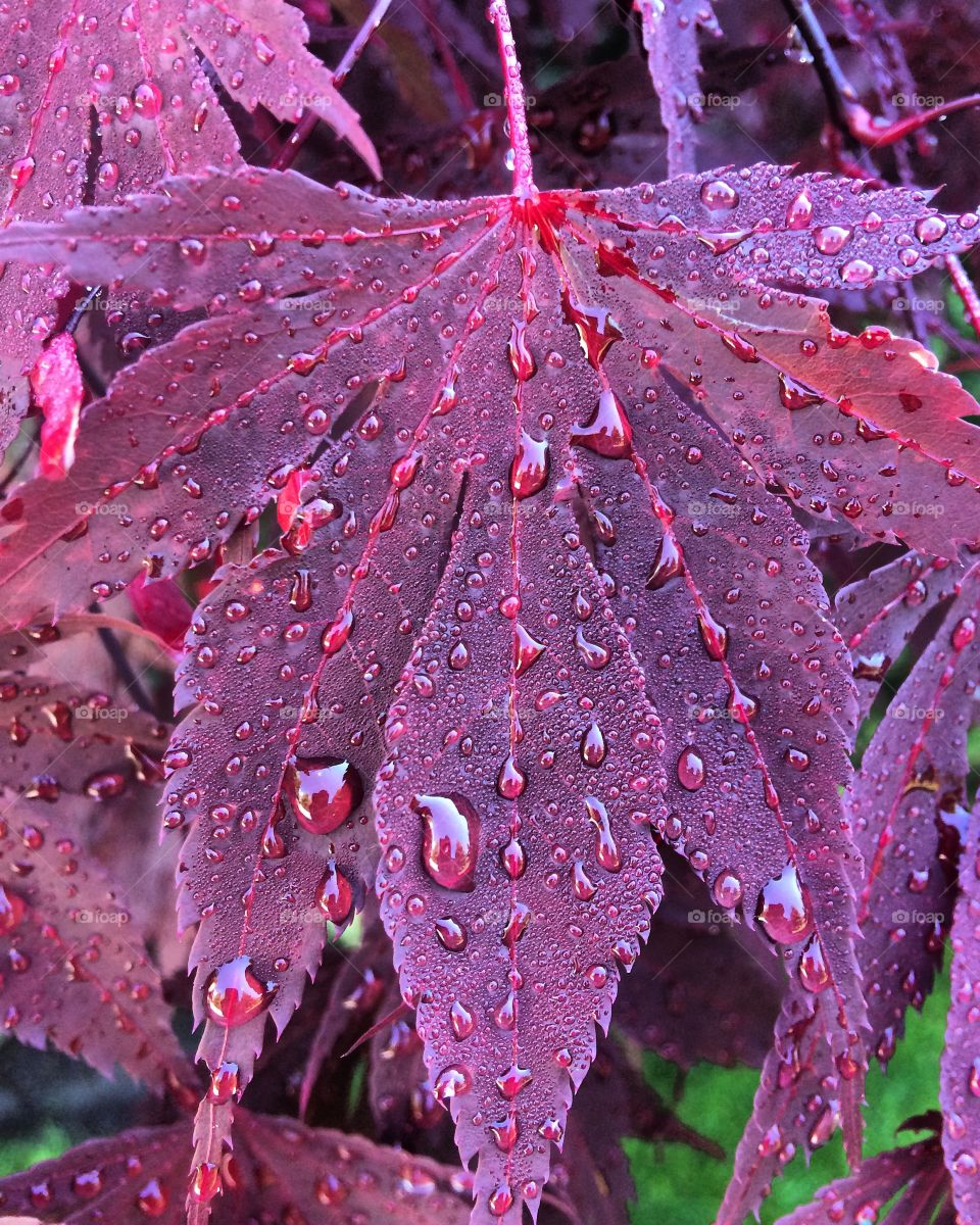 Water drops on red leaf