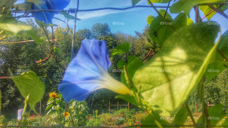 Nature. Morning Glories