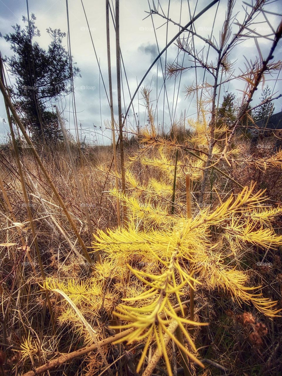 Golden larch 