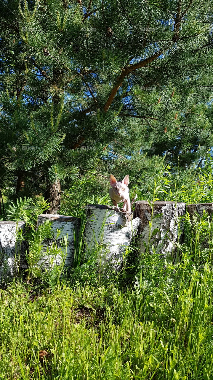 сфинкс, кошка на охоте, хищник, милый котик, мимими