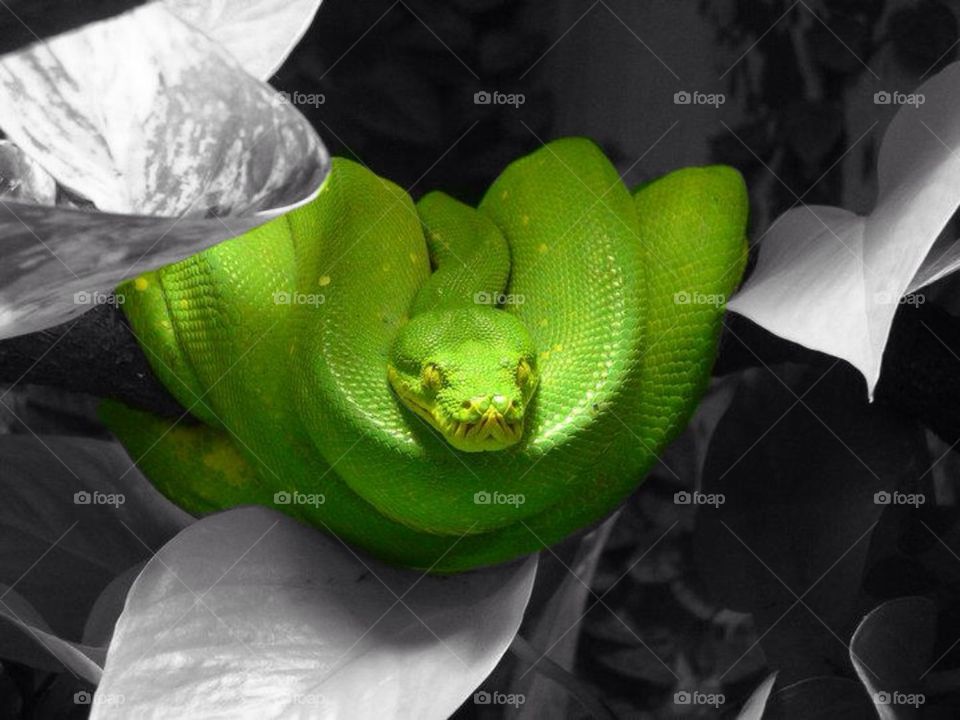 Green snake