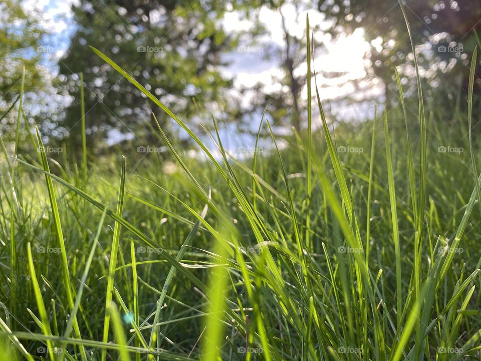 Green grass in a tranquil yard. 