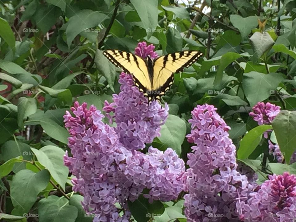 Butterfly on lilacs