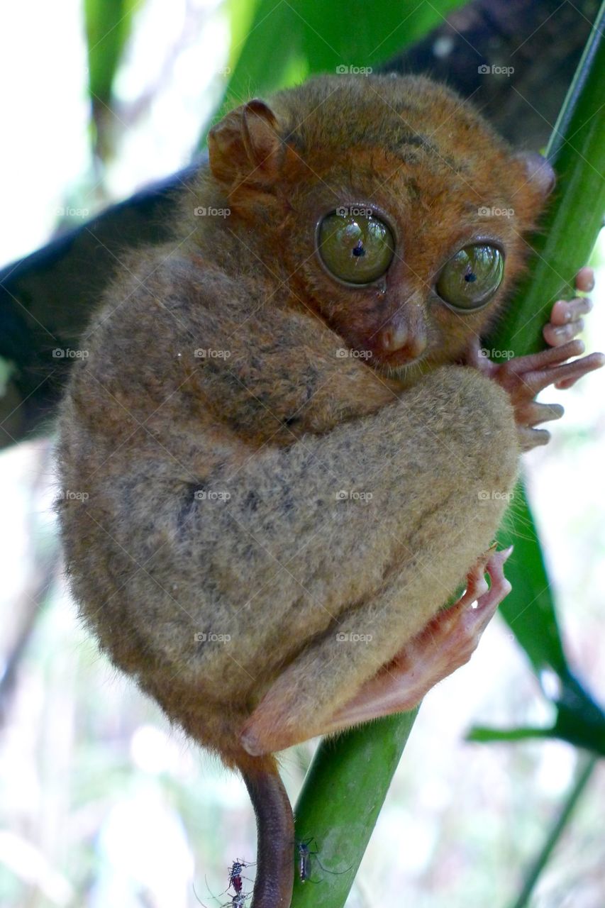Hidden tarsier