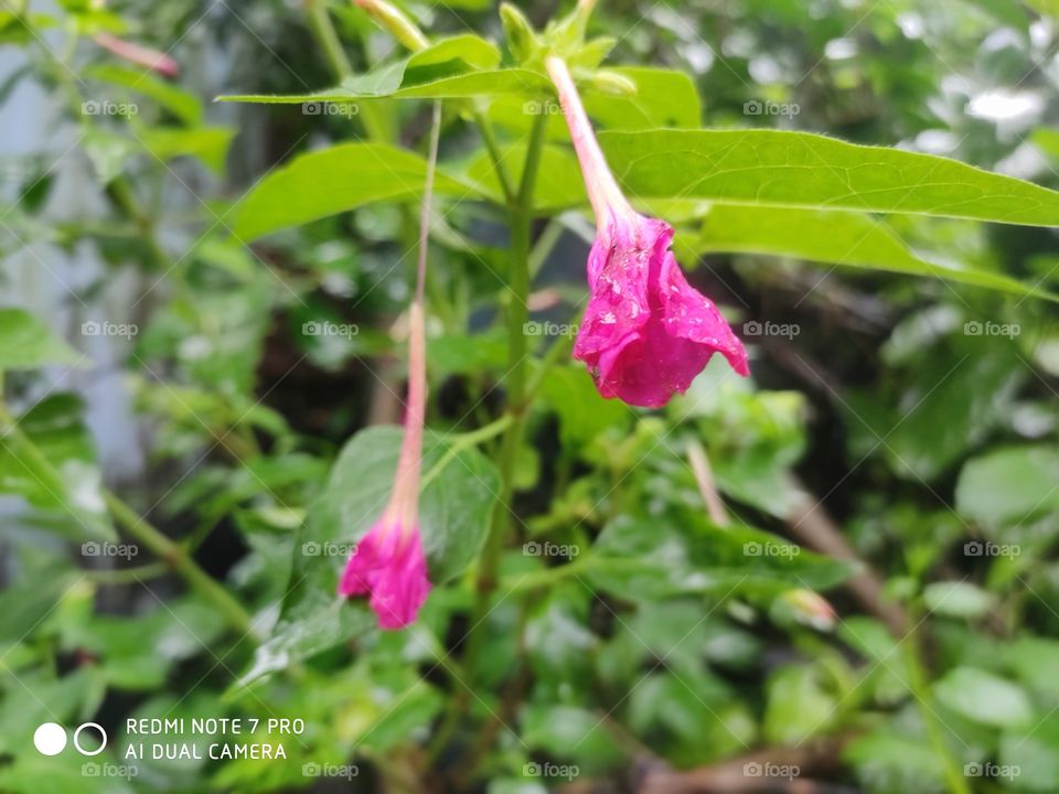 flower in rainy time