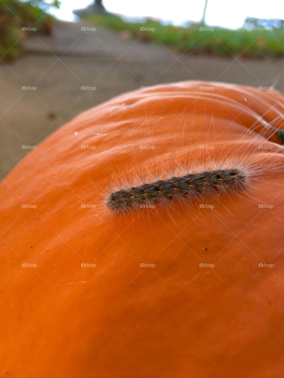 Caterpillar on pumpkin 