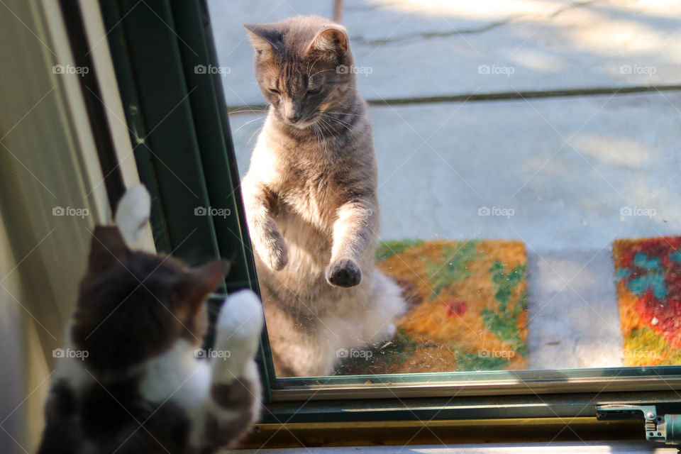 House Cat Meets Street Cat