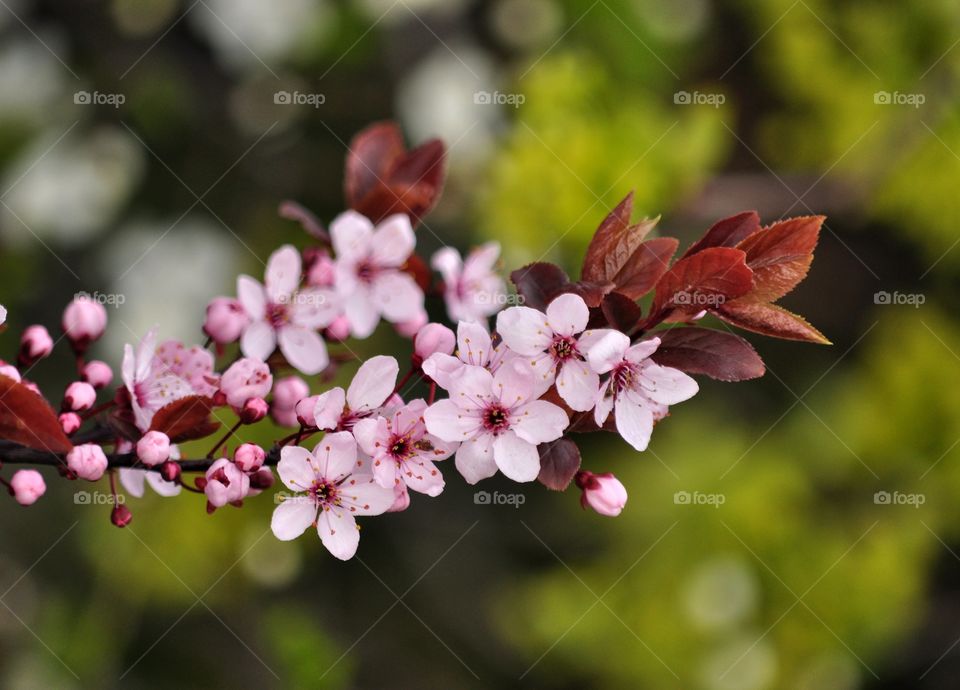 Flower, Nature, Flora, Branch, Garden