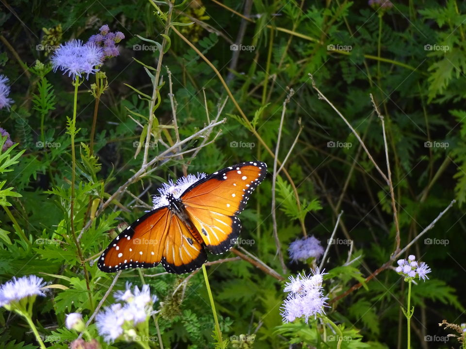 butterfly