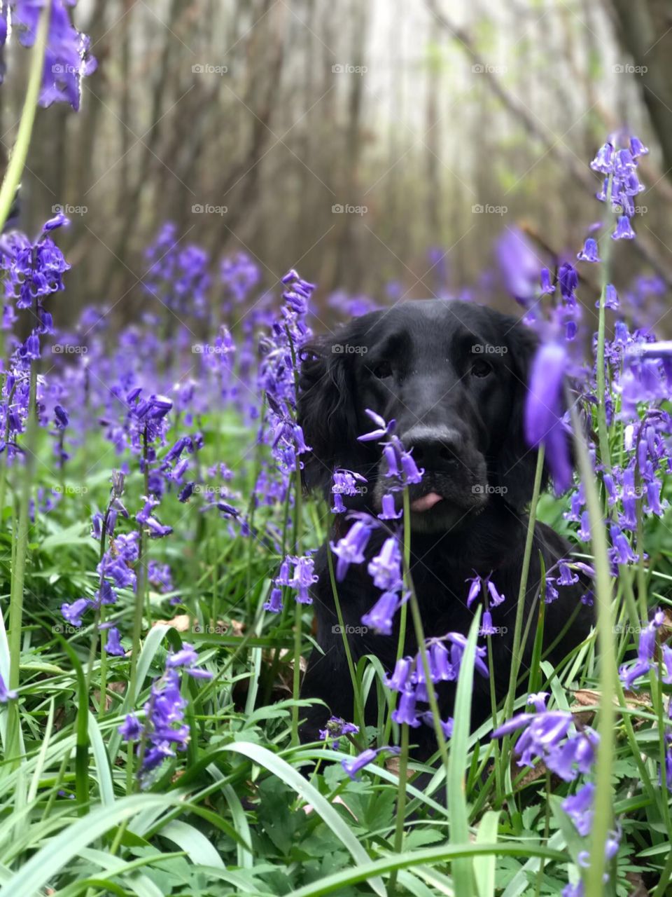 Flatcoat in bluebells