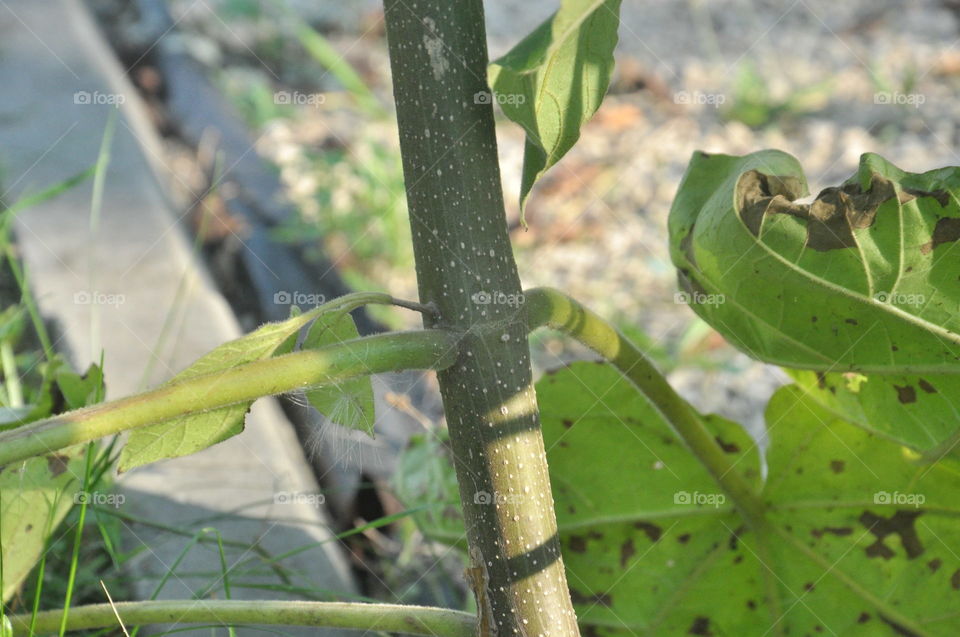 plant close-up