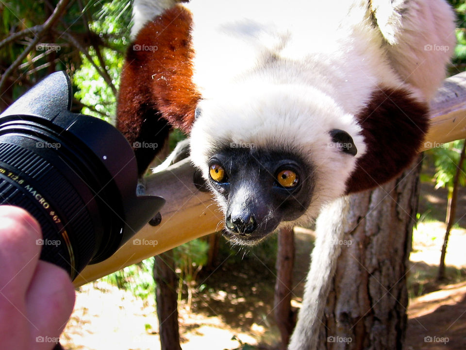 Curious lemur looking at lens. Funny animal paparazzi photo.