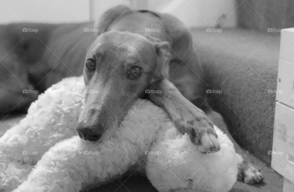 Beautiful blue greyhound being able to put his feet up and retire finally. Living the life of luxury.
