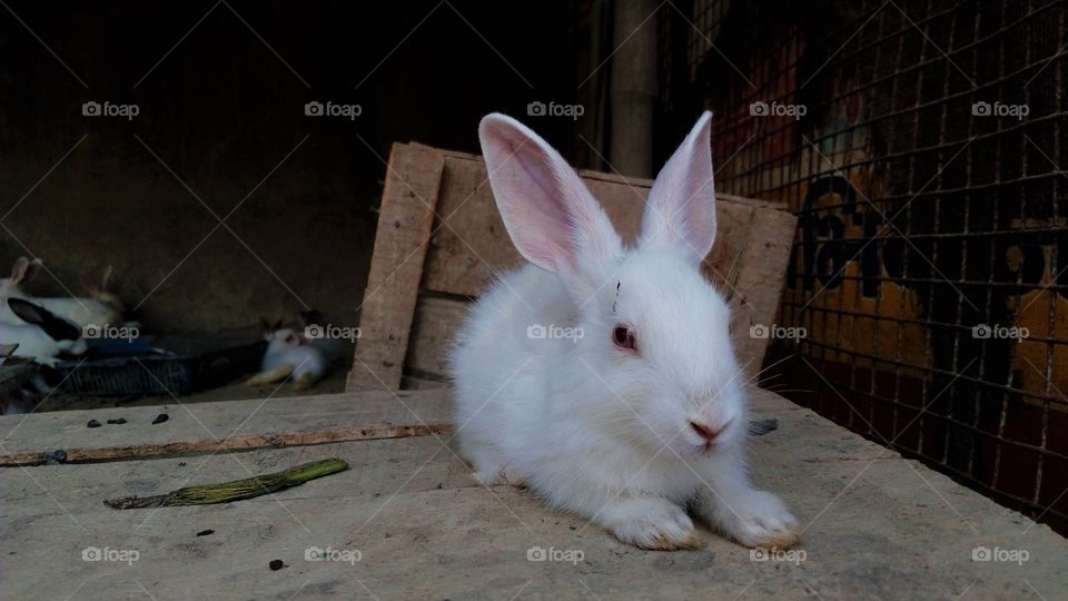 A beautiful rabbit