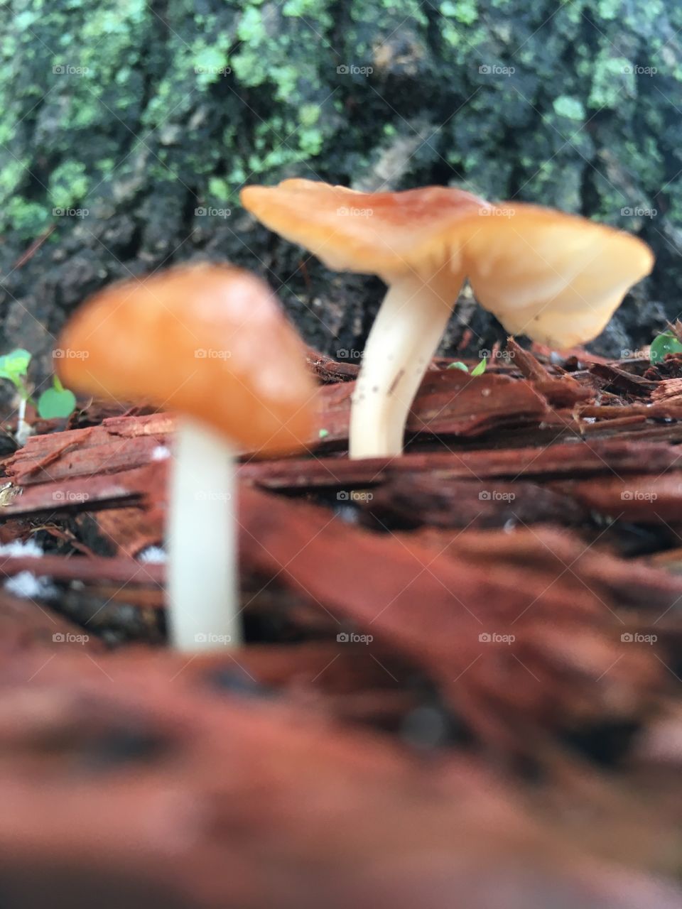 Group of fungi mushrooms 🍄