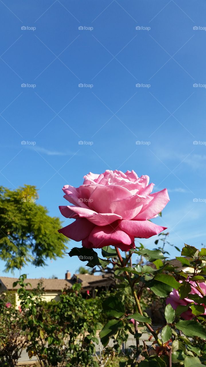 Pink/Lavender Rose . Pinkish Lavender Rose