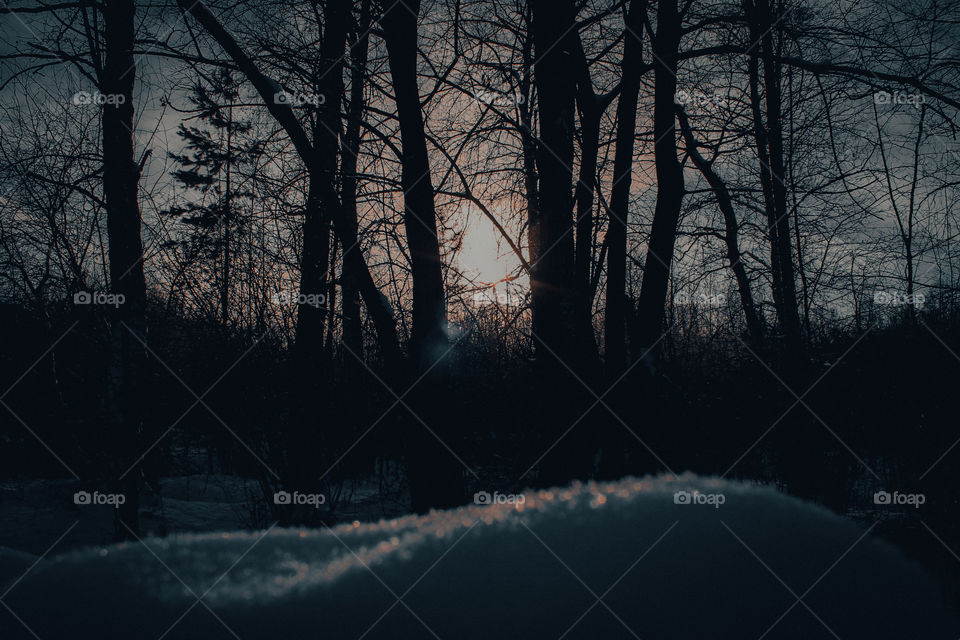 Forest, frozen lake and tranquility